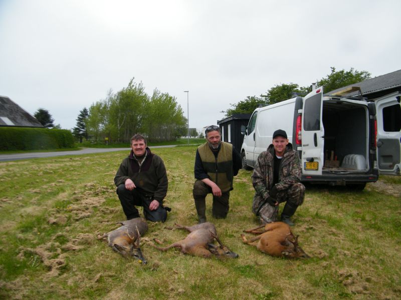 juni_2015_bukkepral_007.jpg