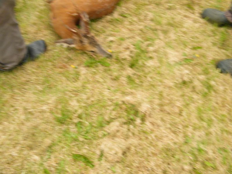 juni_2015_bukkepral_014.jpg